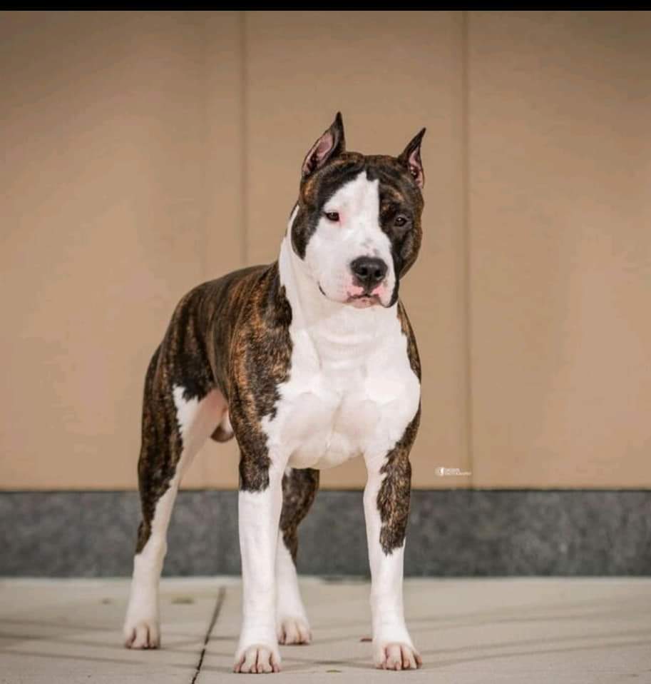 FB_IMG_1583277035067