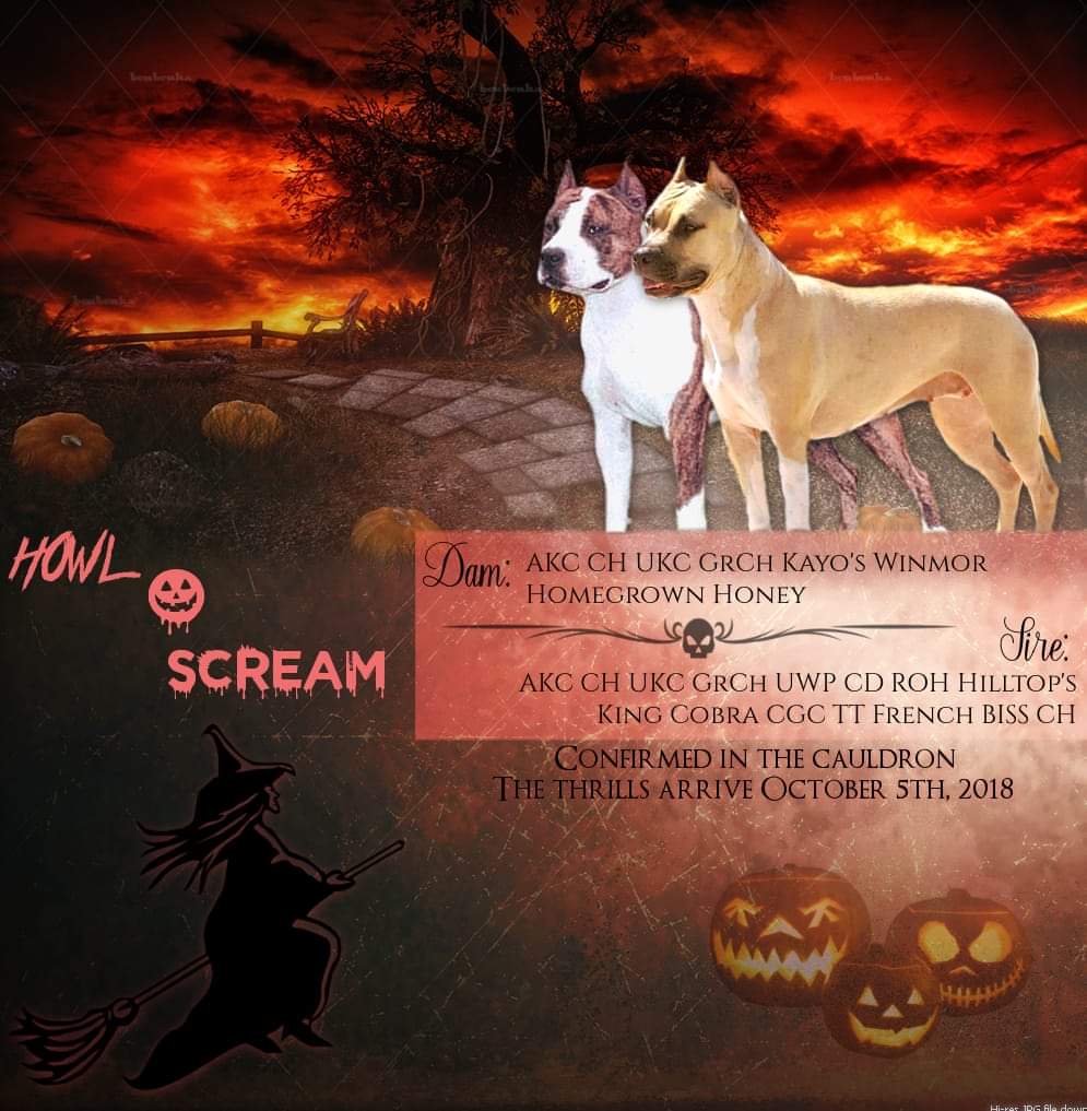 FB_IMG_1638302260319