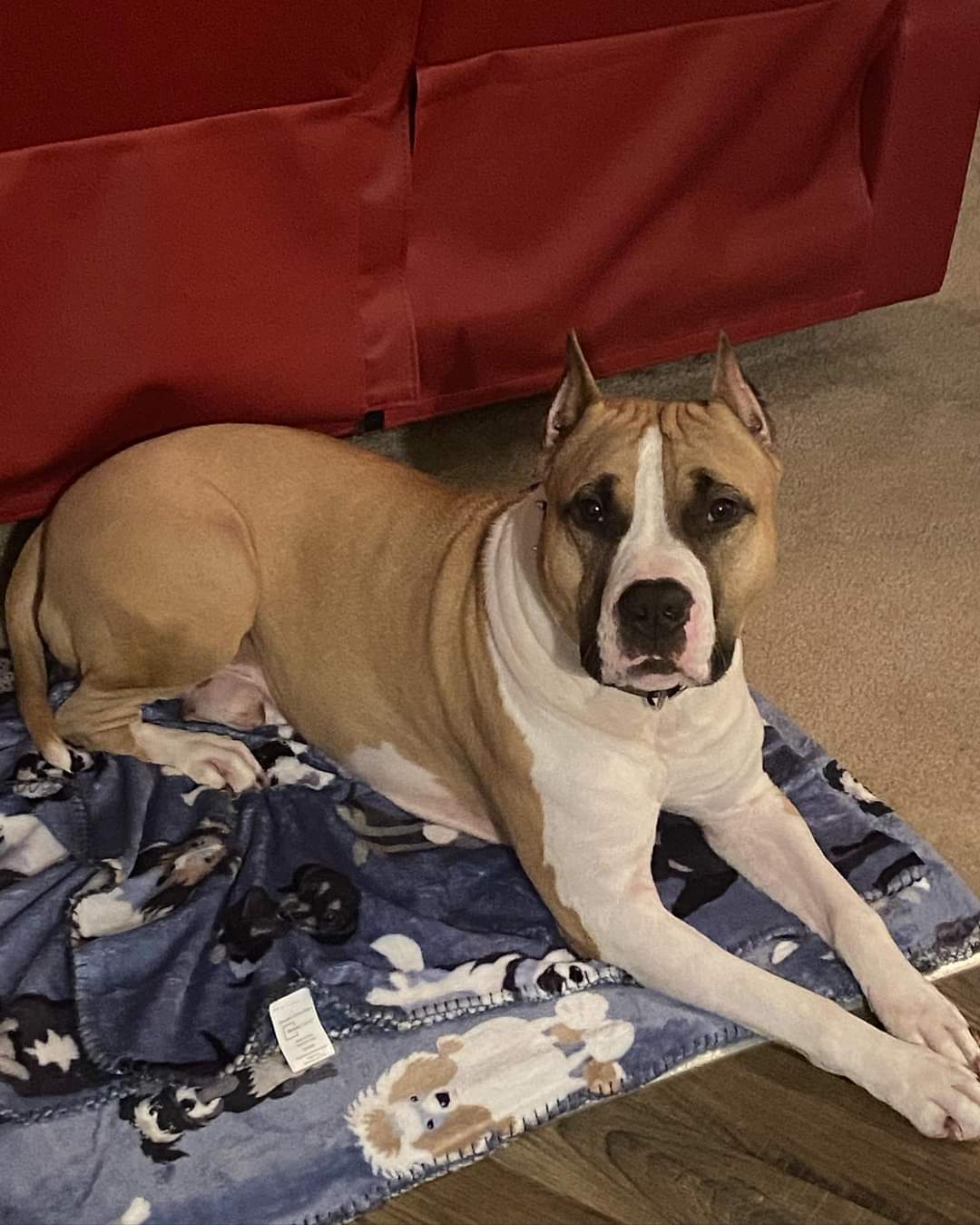 FB_IMG_1690332444232