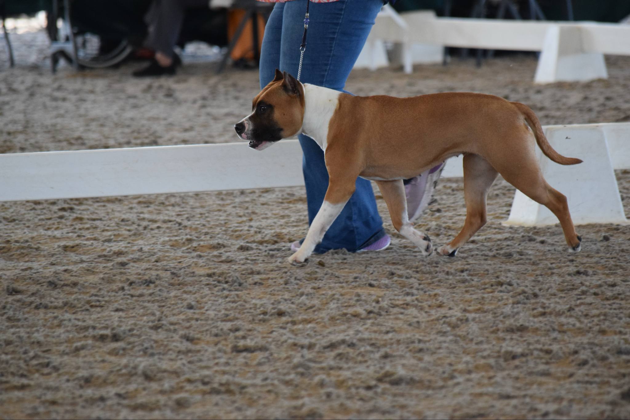 Messenger_creation_7B4CAC9F-4F99-46ED-A517-D4067F0D36B9