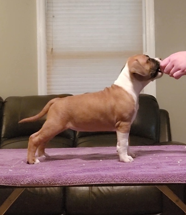 Screenshot_20230302_152531_Video Editor