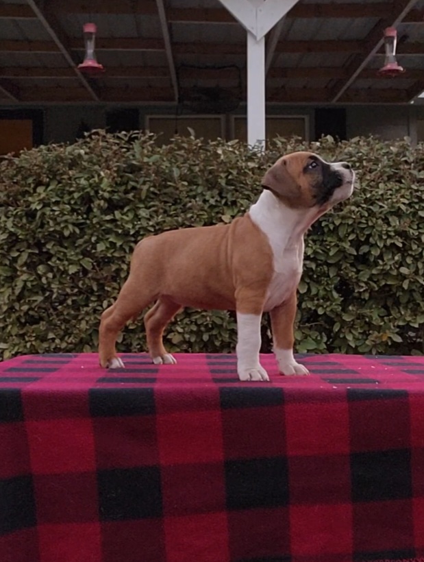 Screenshot_20230305_185253_Video Editor